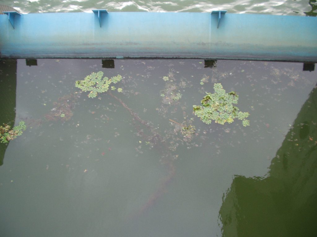 諏訪湖に浮かぶ藻
