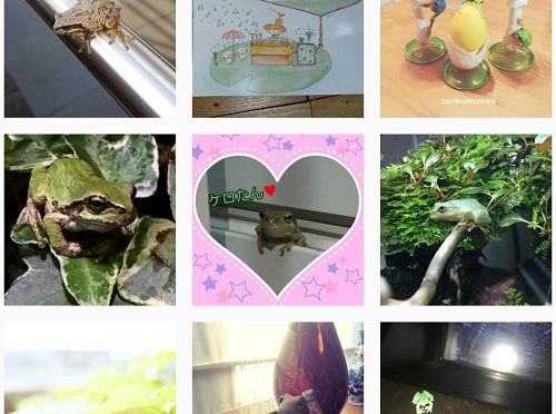 Instagramでカエルと検索