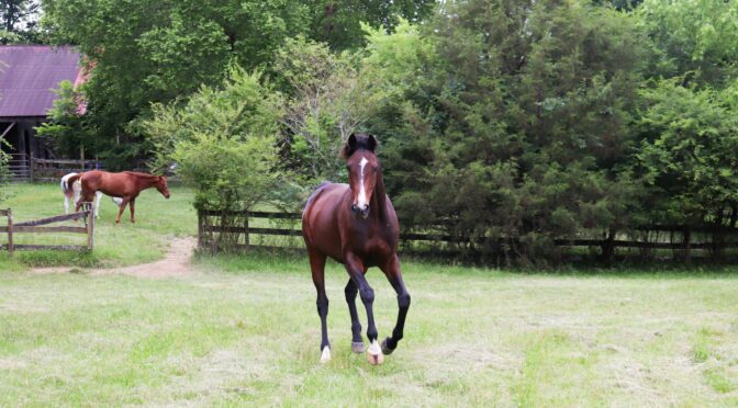2025年度ラフィアン募集馬、出資戦略を練る6月