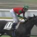 250811マイネルアズーロ